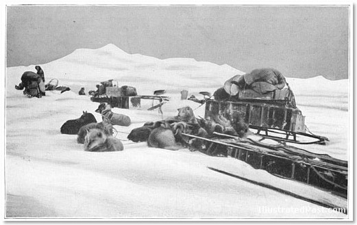 Amundsen's sled dogs preparing to leave base camp for the South Pole. - image via