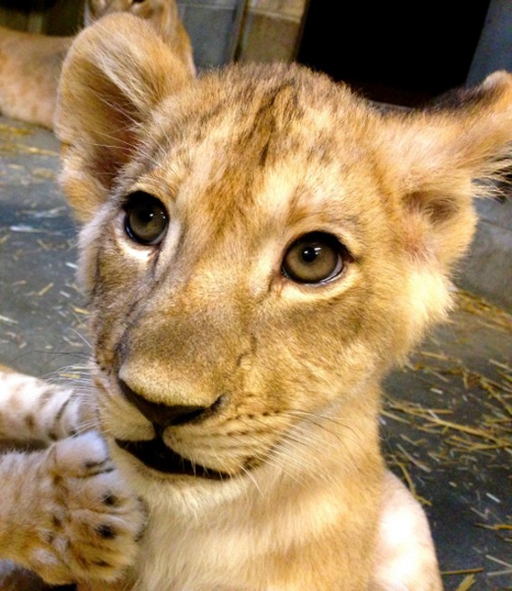 Huruma, named after the Swahili word for "compassion" in honor of St. Louis zookeeper Becky Wanner. - Wendy Rice