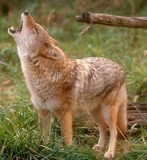 Hear ye, hear ye: A coyote makes a statement in Maplewood.