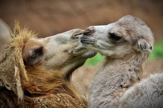 Presley the camel was born June 4. - Christopher Carter/STL Zoo
