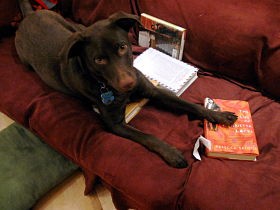 In heaven, your dog knows how to read.