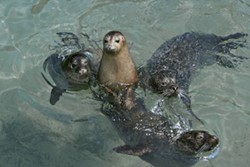 Harbor Seals in their habitat at Storybook Gardens. - COURTESY STORYBOOK GARDENS