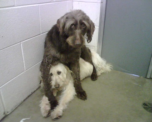 Two dogs rescued from a puppy mill. - flickr.com/photos/cheezylu