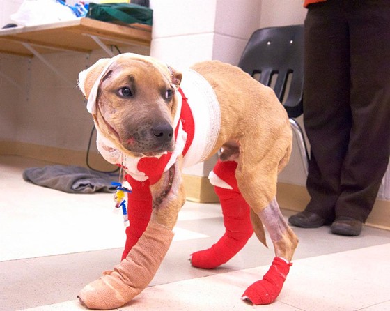 Puppy Dragging Trial: Trooper Gets Global Love As Suspect's Case Heads to Judge (PHOTOS)