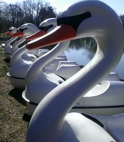A swan paddle boat ride on Mirror lake will run $7 per half hour. - Twitter/Grant's Farm