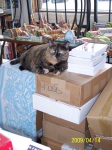 Index, Piece of Mind's bookstore cat, now out of a job. - image via