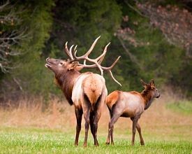 Out of these two asses may come the means to revive southeastern Missouri's jewelry-making economy. - courtesy of the Missouri Department of Conservation
