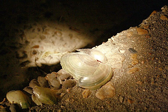 Mollusks find refuge inside one of the Forest Park tunnels. - Savannah Dodd
