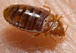 Bed Bugs Infest St. Louis Emergency Communications Center, 23 Evacuated