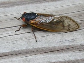 Bzzzzzzzzz Run for your lives!!! Becuase there are cicadas. - flickr.com/photos/coturnix