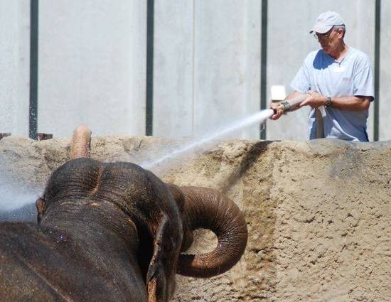 A 2009 photo showing John Bradford washing down Pinky. - via Facebook/Dickerson Park Zoo