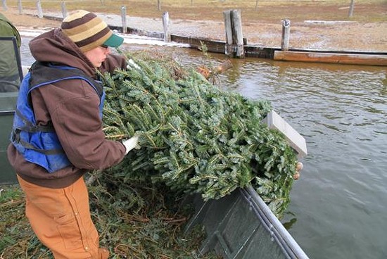 Missouri Department of Conservation Fisheries staff sink leftover Christmas trees into Creve Coeur Park Lake using cement blocks. Fish will use the recycled trees for habitat. - MDC