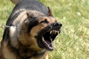 Attack Dog Training Bill Moves Closer to Passage
