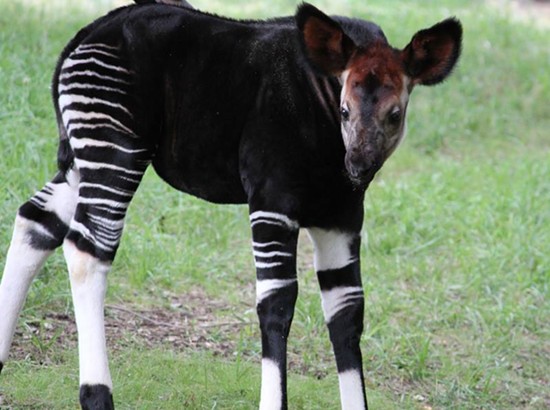 Saint Louis Zoo Debuts Okapi "Forest Giraffe" Calf Named Umeme (PHOTOS, VIDEO)