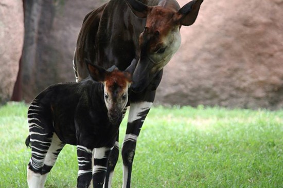 Saint Louis Zoo Debuts Okapi "Forest Giraffe" Calf Named Umeme (PHOTOS, VIDEO)