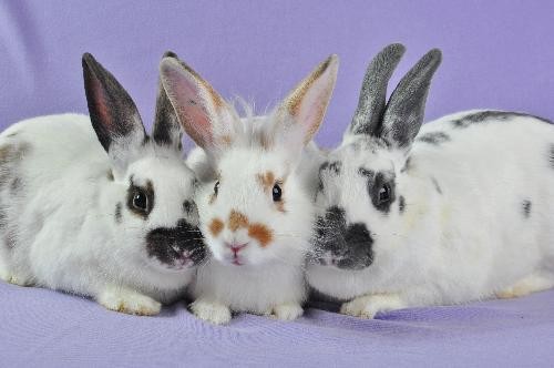 Pringle, Pretzel and Poptart: They survived the great flood of May 2011. Now they need a new home. - courtesy of House Rabbit Society of Missouri