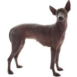 Xoloitzcuintli - DogChannel.com