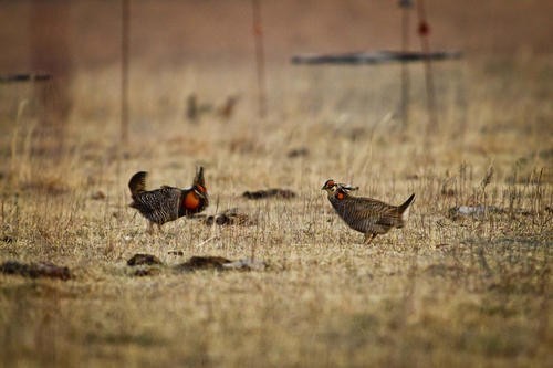 Earl Richardson - Ah! Prairie chickens/We will make our readers cluck/Anything for seats