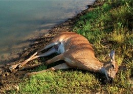 "HD" has killed thousands of deer in Missouri, says the Department of Conservation - Image via