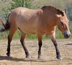 Missouri Horse Slaughter Facility: Humane Society Files Lawsuit To Block Processing Plant