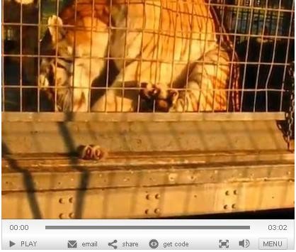 PETA's video shows a tiger with his paw trapped under the bars of his cage at the UniverSoul Circus.