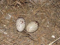 Two eggs laid in 2011 - Image via