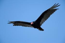 Turkey vulture soars with its wings in a "V," instead of flattened - Image via