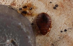 An adult bedbug with several nymphs hiding under a recliner. - Gary Alpert, Harvard University, Bugwood.org