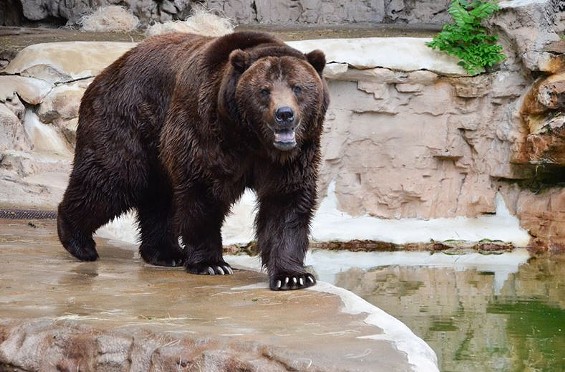 Bert the grizzly bear died at the ripe old age of 25. His brother Ernie died at the Saint Louis Zoo four years ago. - ROBIN WINKLEMAN/SAINT LOUIS ZOO