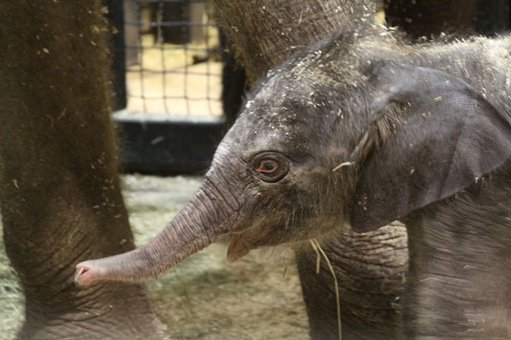 Saint Louis Zoo Announces Birth of 251-Pound Baby Elephant (PHOTOS)