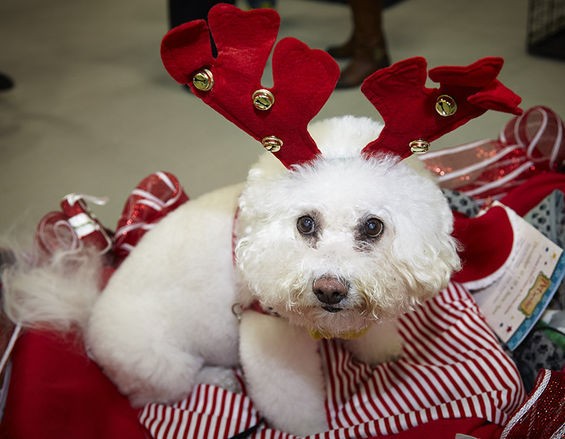17 Adorable Animals That Are Glad Christmas Is Finally Over