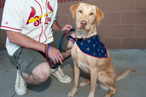 22 St. Louis Dogs That Want to Be the Best Fans in Baseball