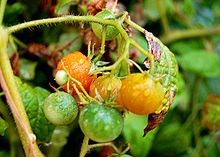 Grape Tomatoes Recalled for Potential Salmonella Contamination