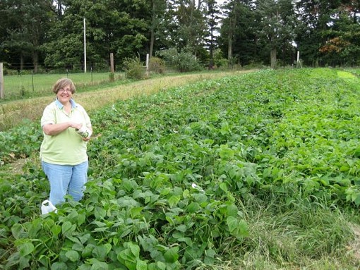 Field of beans: A green CSA vista, courtesy of La Vista in Godfrey, Illinois. - www.lavistacsa.org
