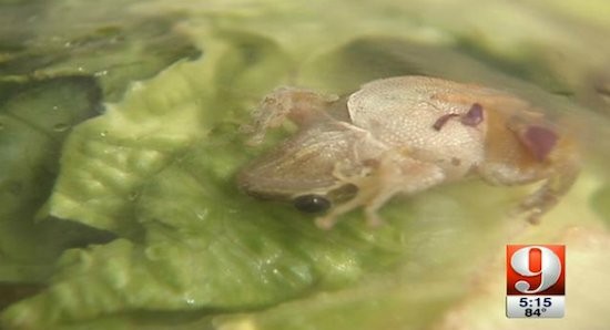 Kermit Mix? Woman Finds Live Frog in Bagged Salad