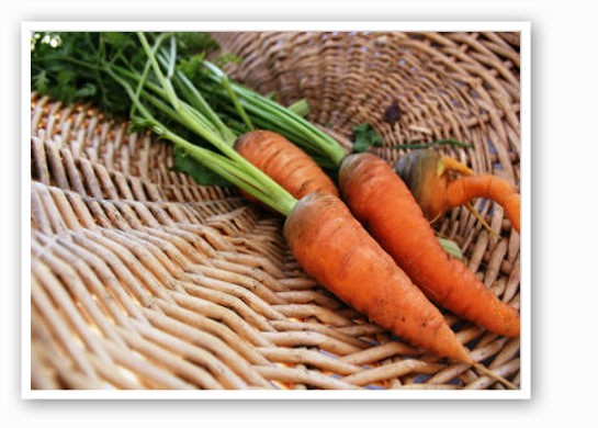 &nbsp;&nbsp;&nbsp;&nbsp;&nbsp;&nbsp;&nbsp;Get some fresh carrots from a farmers' market this weekend | Pat Kohm