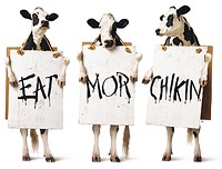 Are You in the Moooooood for Chick-fil-A?