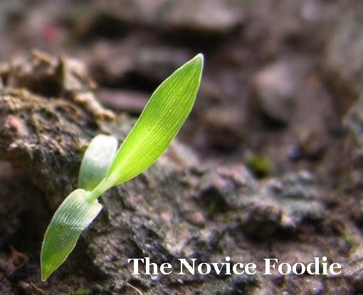 The Novice Foodie's Taco Crawl