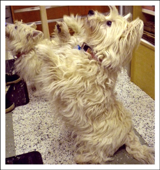 What would these two Westies do for one of Wolfgang's house-baked pet treats? - Deborah Hyland