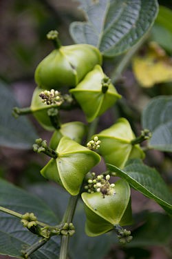 The fruit and flower of Plukenetia huayllabambana, the wonder plant known as sacha inchi. - COURTESY MISSOURI BOTANICAL GARDEN