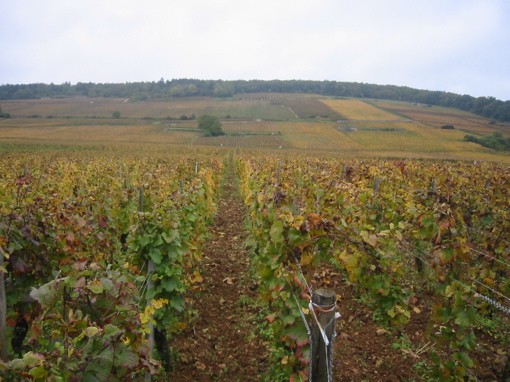 Vineyards in Gevrey-Chambertin, birthplace of today's featured wine. - Wikimedia Commons