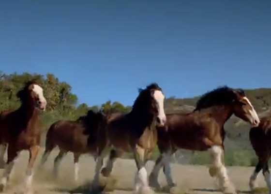Oh, those crazy Clydesdales. | YouTube screenshot