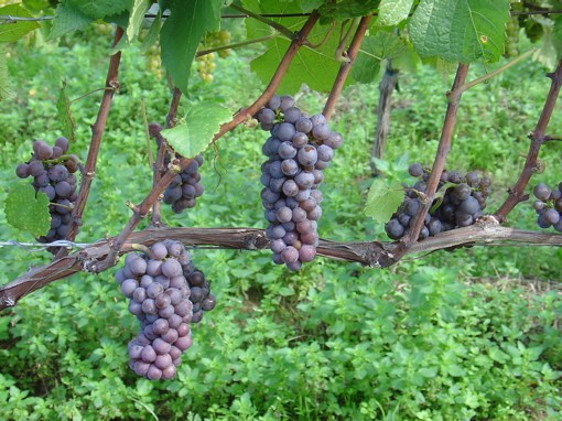 This here is your pinot gris grape (a.k.a. pinot grigio), near as we can tell. - image credit