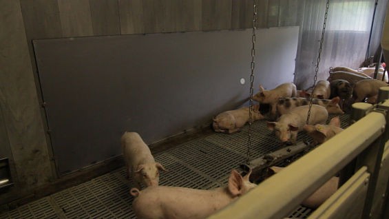 It's about to be playtime for these piggies! - courtesy Playing With Pigs