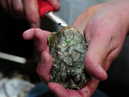 Photos: 34,500 Oysters, 9,000 Pints of Beer at Schlafly Tap Room Over the Weekend