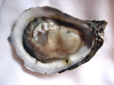 Oyster Day: The Oyster Porn Slideshow