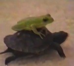 Grab your glocks when you see this frog riding this turtle like he's an itty bitty car.