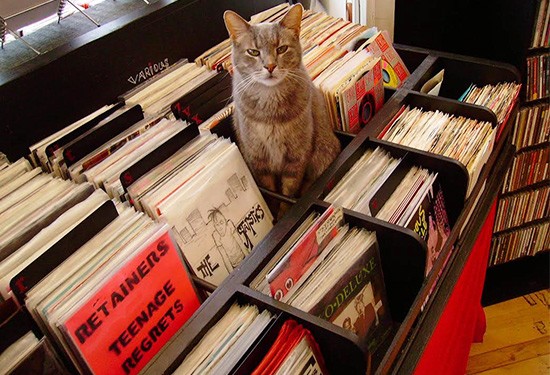 Beryl, the Apop Records store cat. - Courtesy of Tiffany Minx