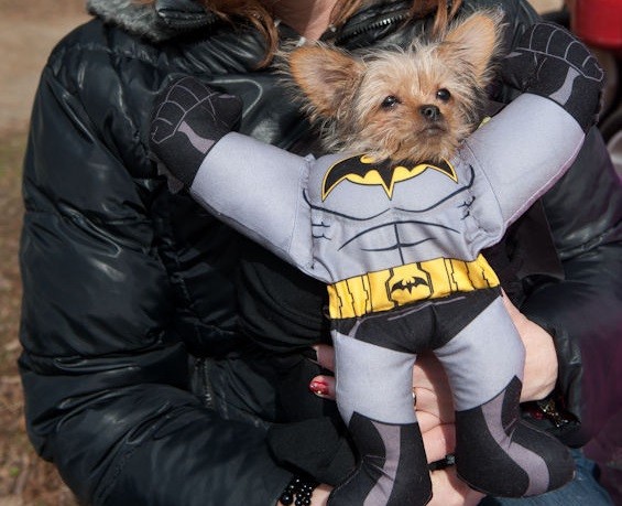 The Costumed Dogs of the 2014 Pet Parade