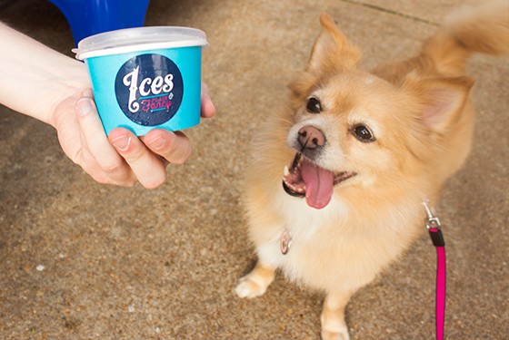 "Sticky Charlie Doggie Ices" now available. | Photos by Mabel Suen